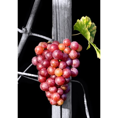 Grauburgunder - Black Edition by Armin Faber