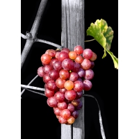 Grauburgunder - Black Edition by Armin Faber